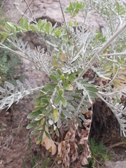 Centaurea gymnocarpa