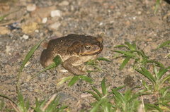 Rhinella marina