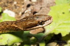Himalayan Keelback photo 3