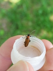 Anogcodes rufiventris