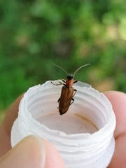 Anogcodes rufiventris