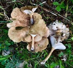 Infundibulicybe squamulosa