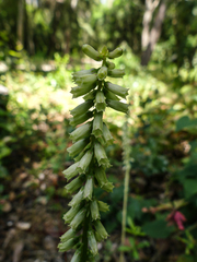 Umbilicus heylandianus