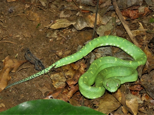 Photo of a Green Bush Viper (Atheris chlorechis)