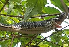 Dendrelaphis pictus