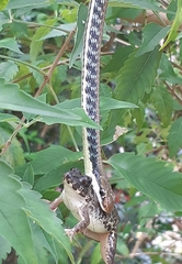 Dendrelaphis pictus