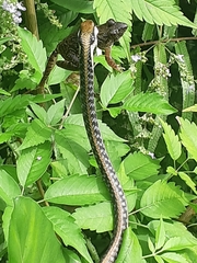 Dendrelaphis pictus