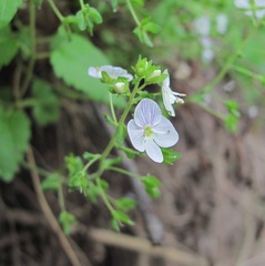 Veronica peduncularis