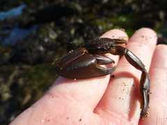 Petrolisthes manimaculis