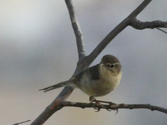 Phylloscopus canariensis
