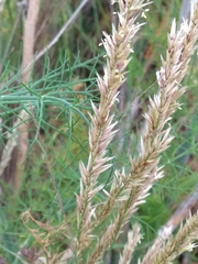 Melica ciliata