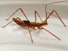 Zelus cervicalis