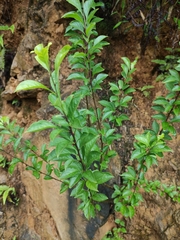 Ilex kiangsiensis
