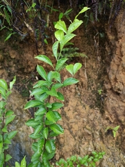 Ilex kiangsiensis