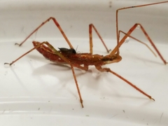 Zelus cervicalis