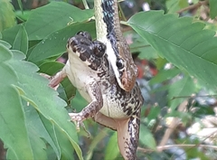 Fejervarya limnocharis