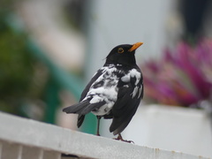 Turdus merula