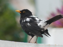 Turdus merula