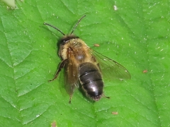 Andrena scotica