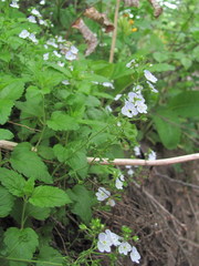 Veronica peduncularis
