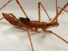 Zelus cervicalis