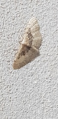 Idaea intermedia