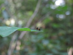 Agathomyia