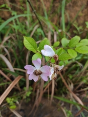 Rosa multiflora cathayensis