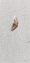 Idaea intermedia