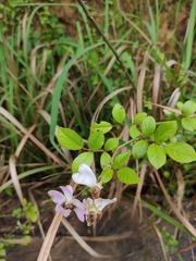 Rosa multiflora cathayensis