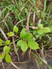 Rosa multiflora cathayensis