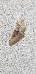 Idaea intermedia