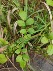 Rosa multiflora cathayensis