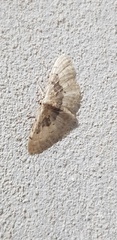 Idaea intermedia