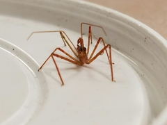 Zelus cervicalis