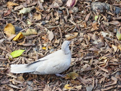 Streptopelia decaocto
