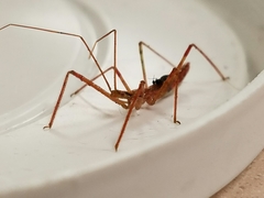 Zelus cervicalis
