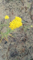 Achillea micrantha