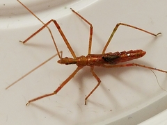 Zelus cervicalis