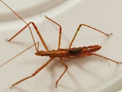 Zelus cervicalis