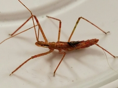 Zelus cervicalis