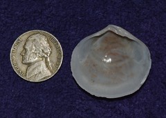 Semele proficua