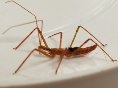 Zelus cervicalis