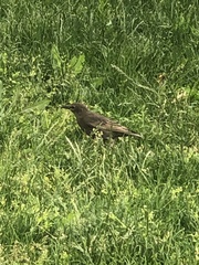 Sturnus vulgaris