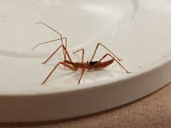 Zelus cervicalis