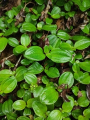 Melastoma dodecandrum