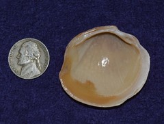Phacoides pectinatus