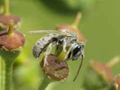 Halictus vestitus
