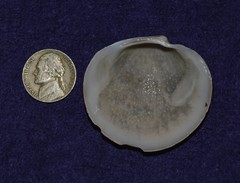 Pegophysema schrammi