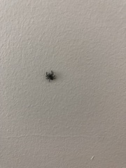 Salticidae